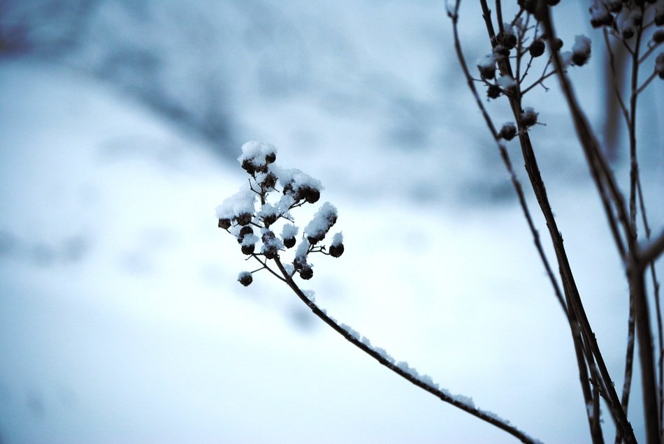 snow on a plant during a snowfall