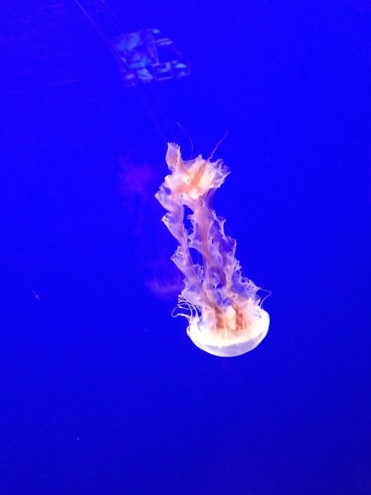 poisonous jellyfish in the waters of the ocean