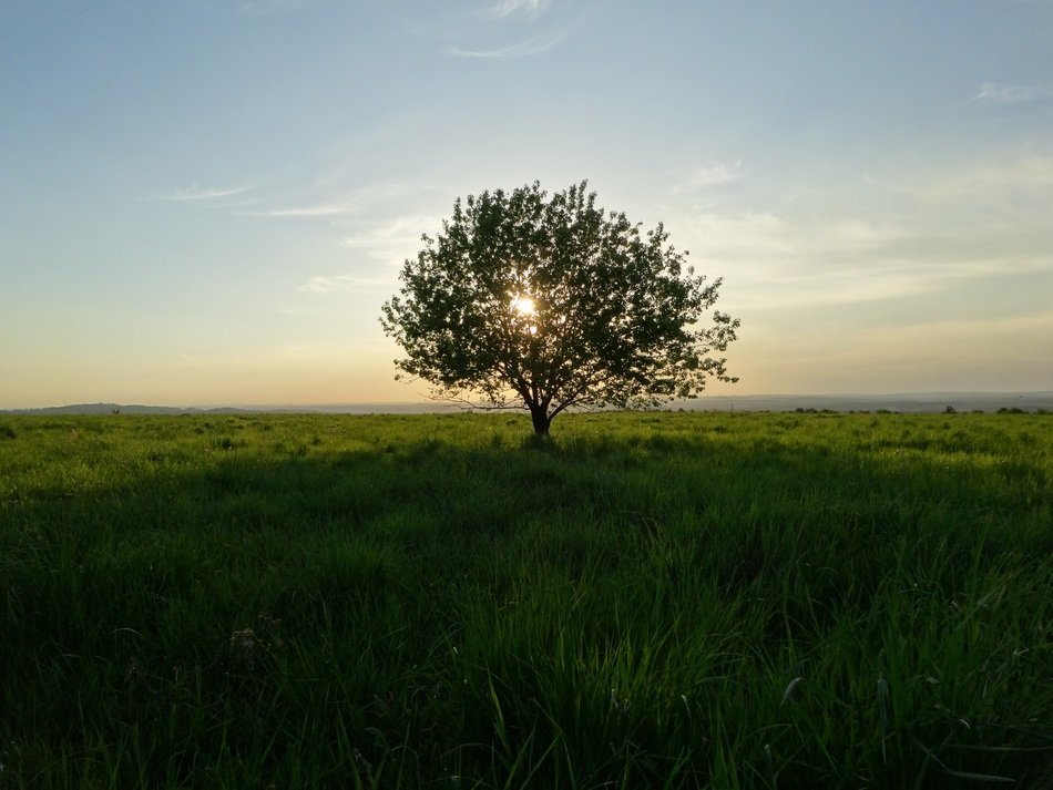 beams of setting sun bursting through foliage of lonely tree on meadow, poland, olkusz