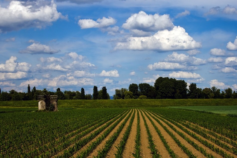 arable field true on a background of blue sky and clouds