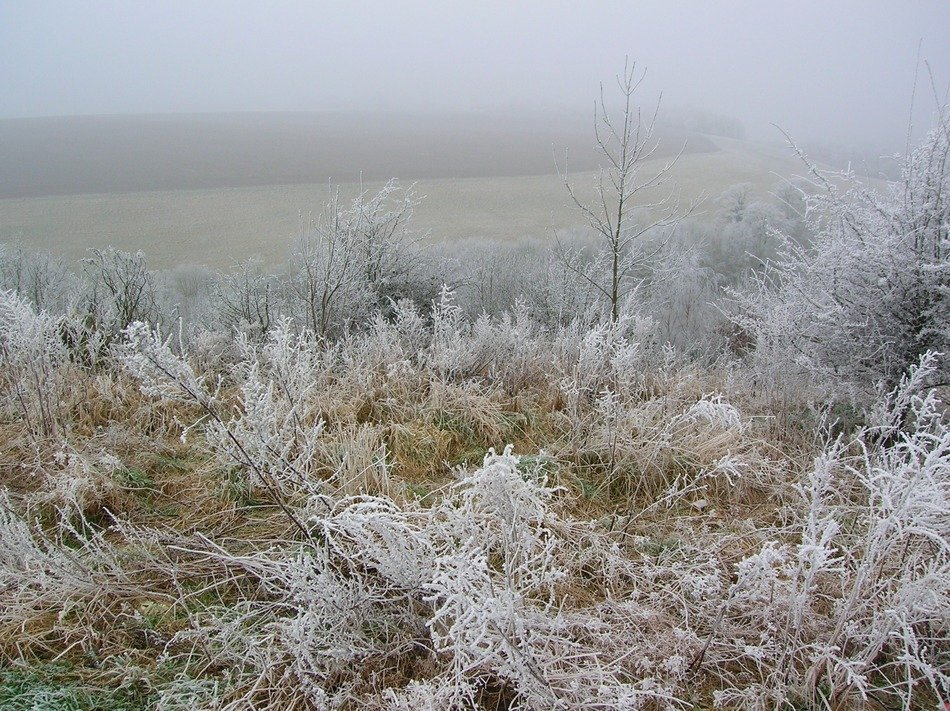 frozen shrubs in the haze