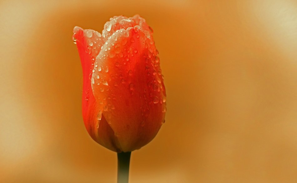 tulip in dewdrops