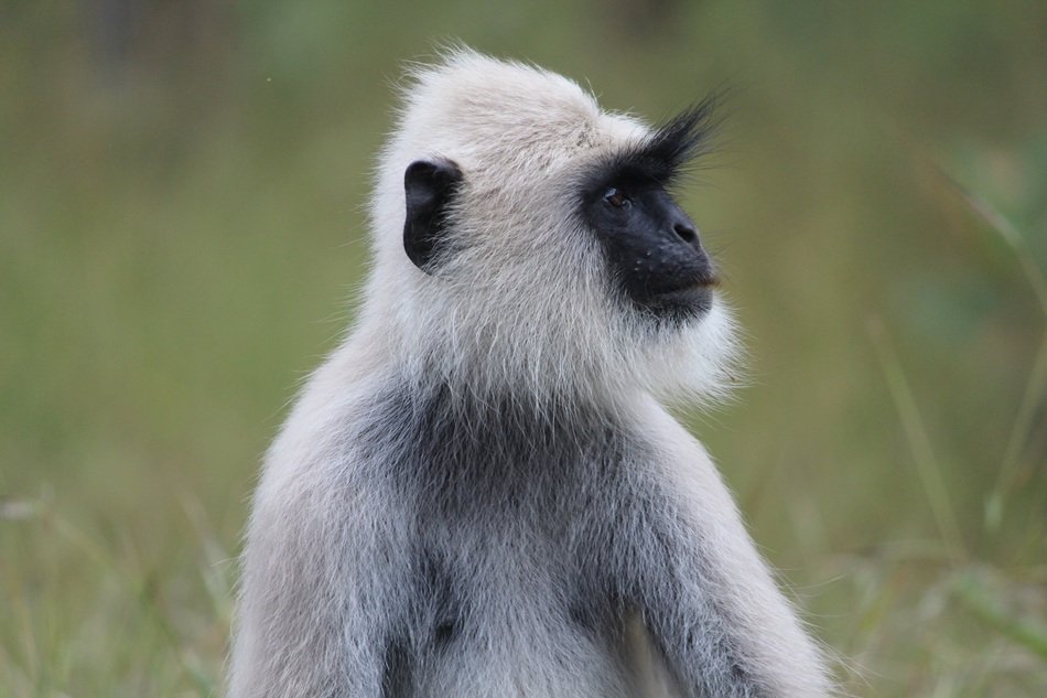 picture of the monkey in the wildlife