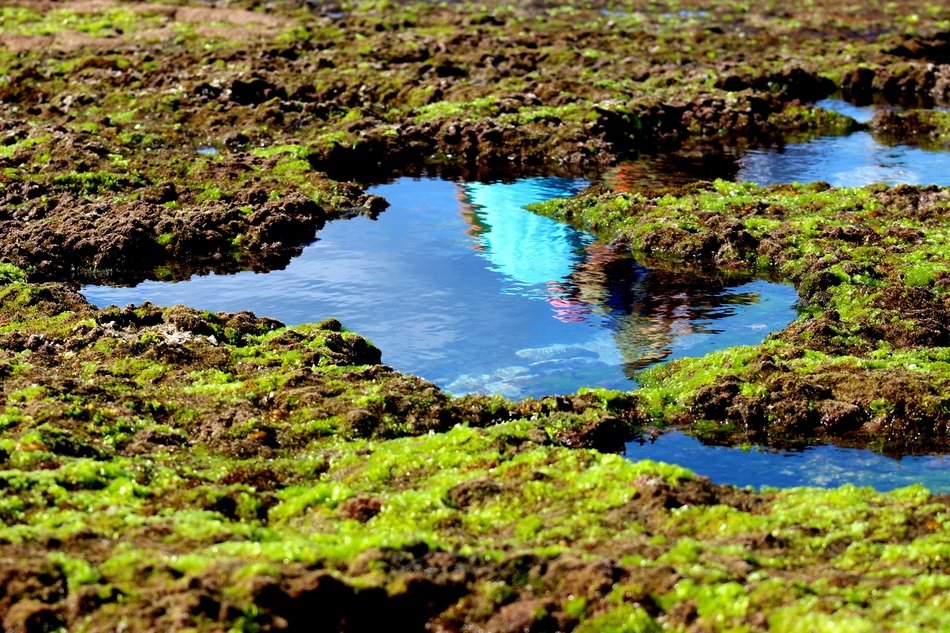 green moss on rocks at blue water