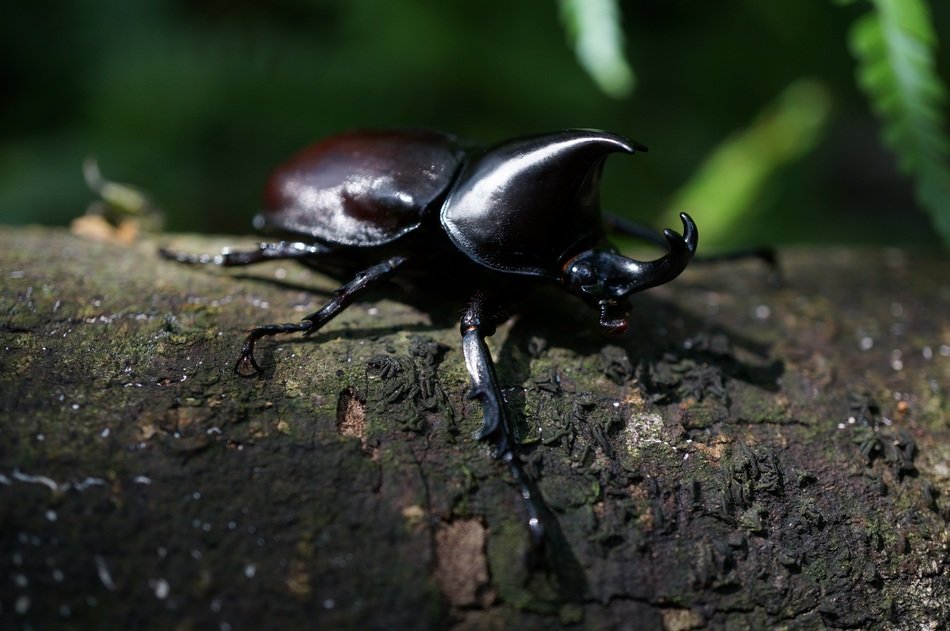 Macro picture of rhinoceros beetle