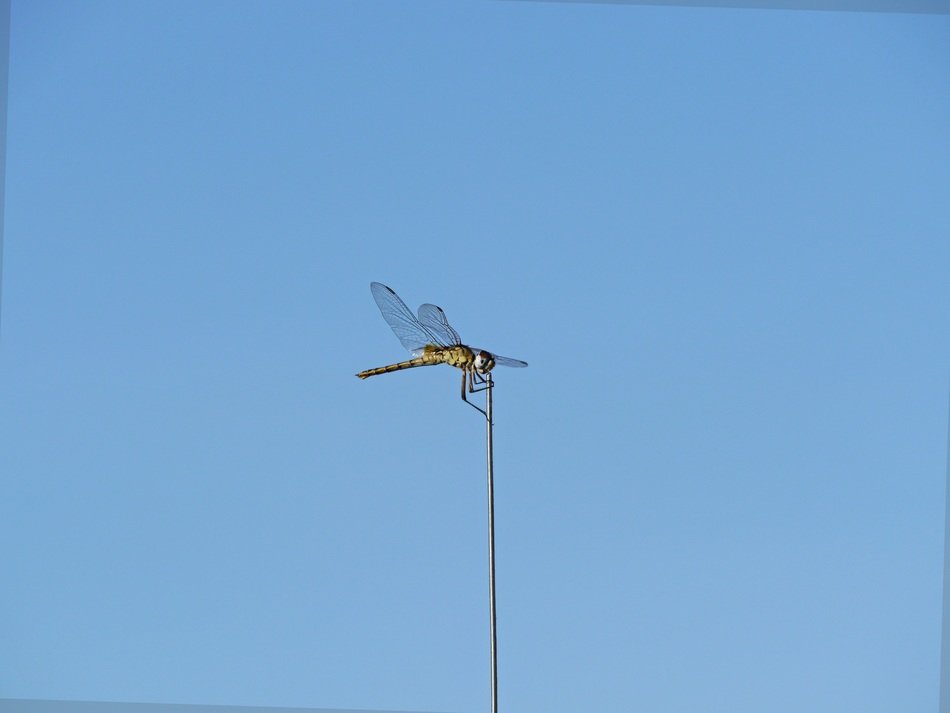 dragonfly on a background of clear sky