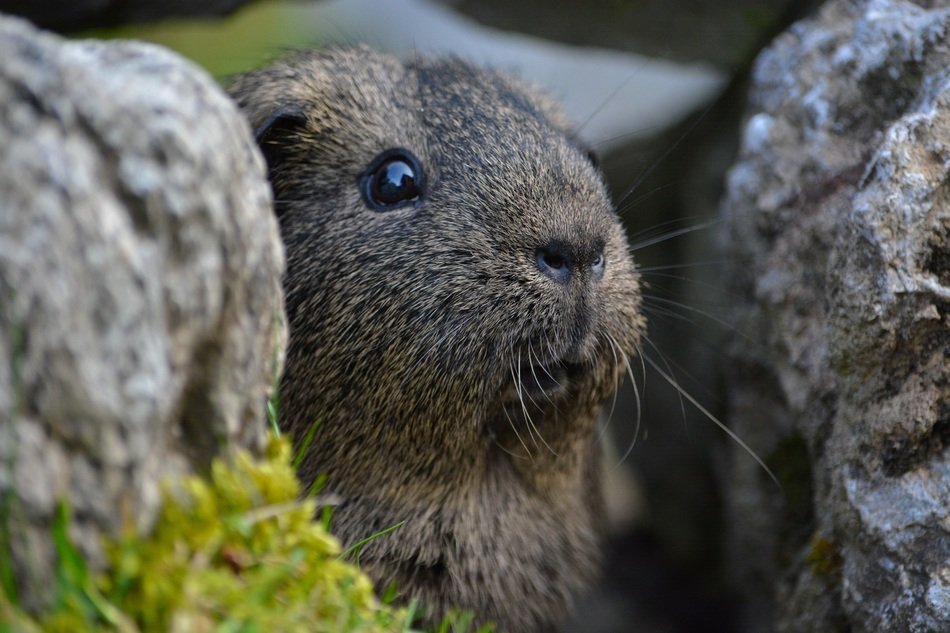 a photo of guinea pig on the nature on a blurred background