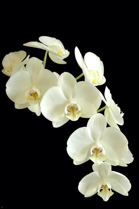 Beautiful colorful phanaelopsis flowers on black background