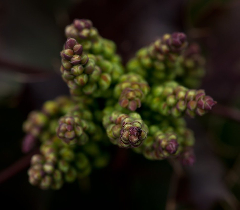 the red buds of a tree in nature