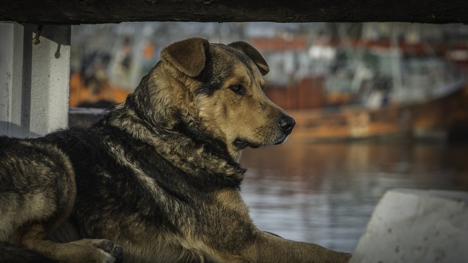 dog on a port on a blurred background