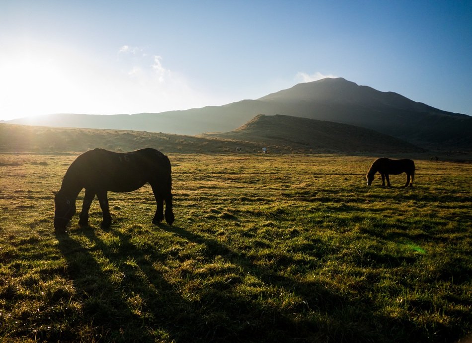 horses on pasture in the early morning in japan