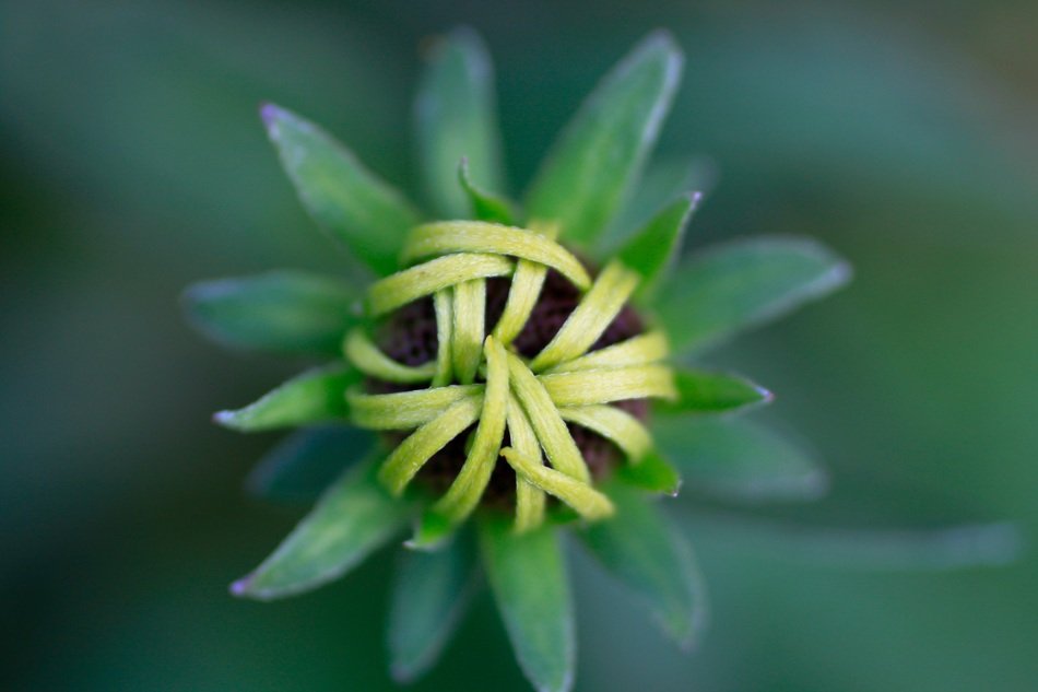 sun hat rudbeckia bud blossom