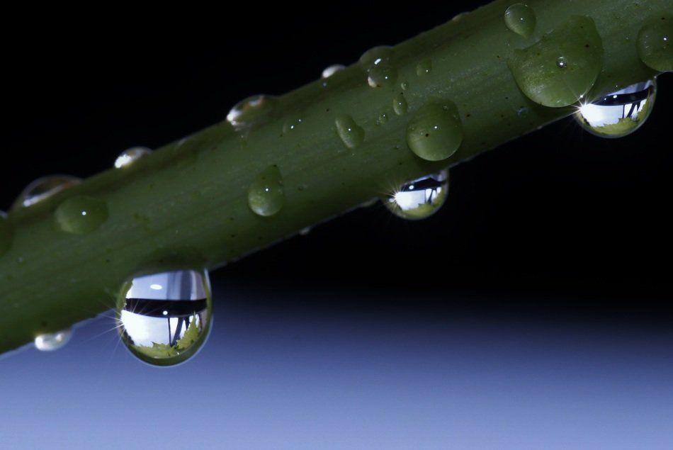 big drops of dew on the stem