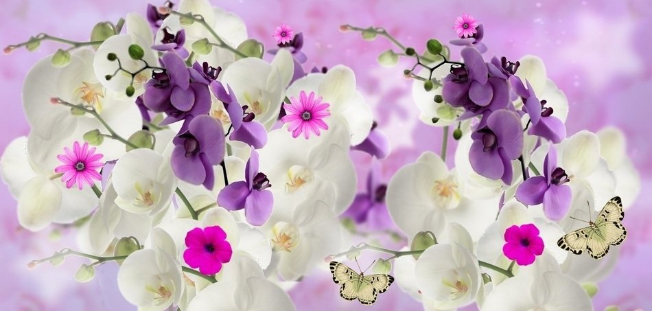 purple and white orchids on a soft purple background