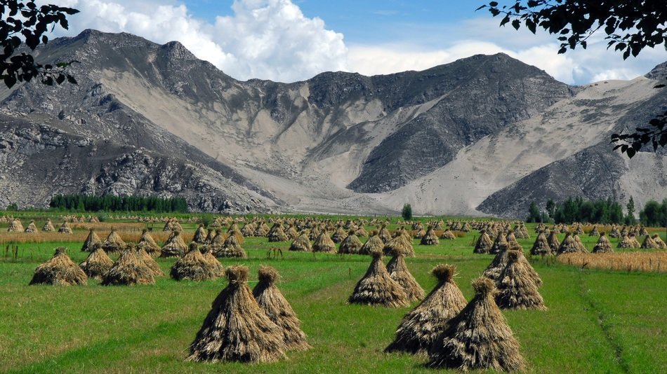 landscape of Millet harvest in Tibet against the backdrop of the mountains