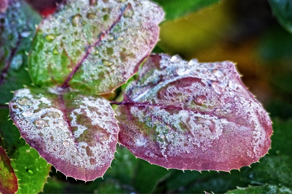 purple leaves in frosty frost