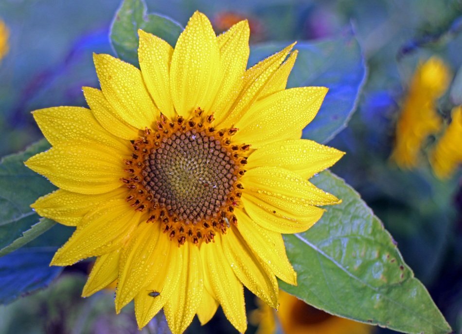 young Sunny flower