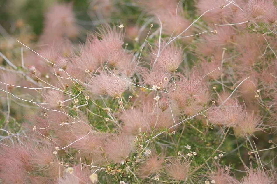 very beautiful hairy flower on blurred background