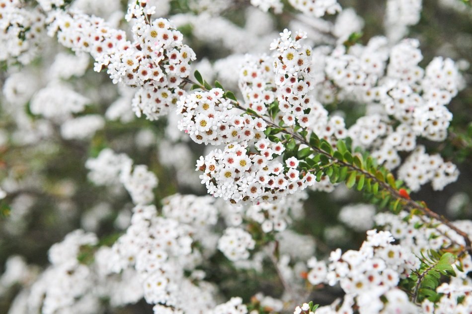 the white color of the flower