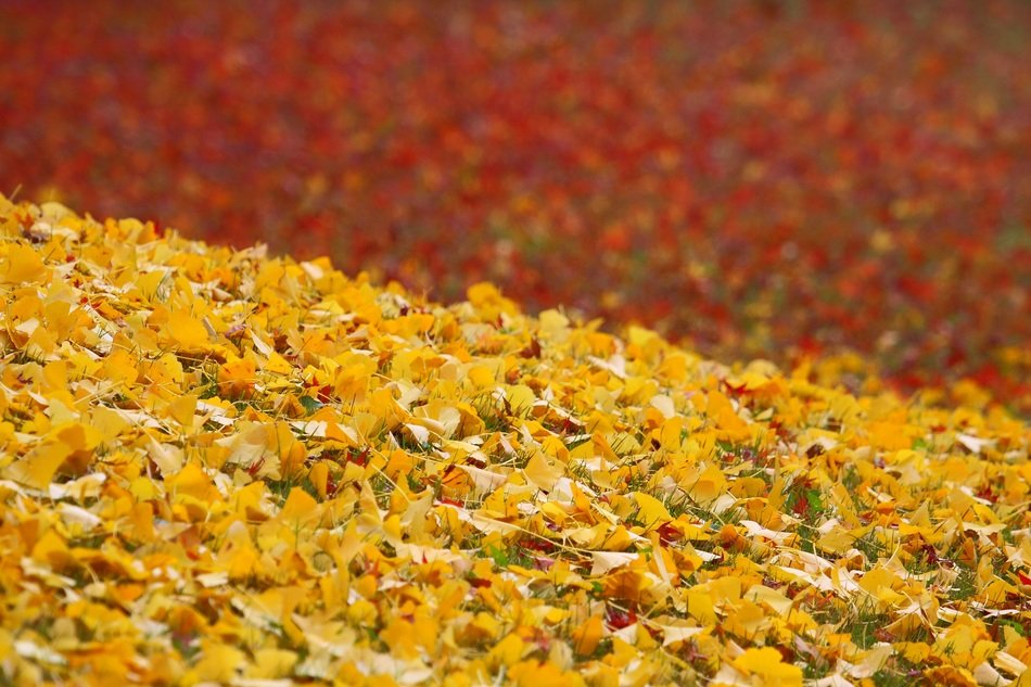 yellow and orange foliage on the ground in a japanese garden on blurred background