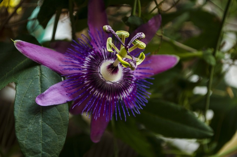 passion flower plant blossom