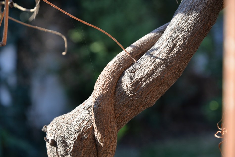 branch of viny tree