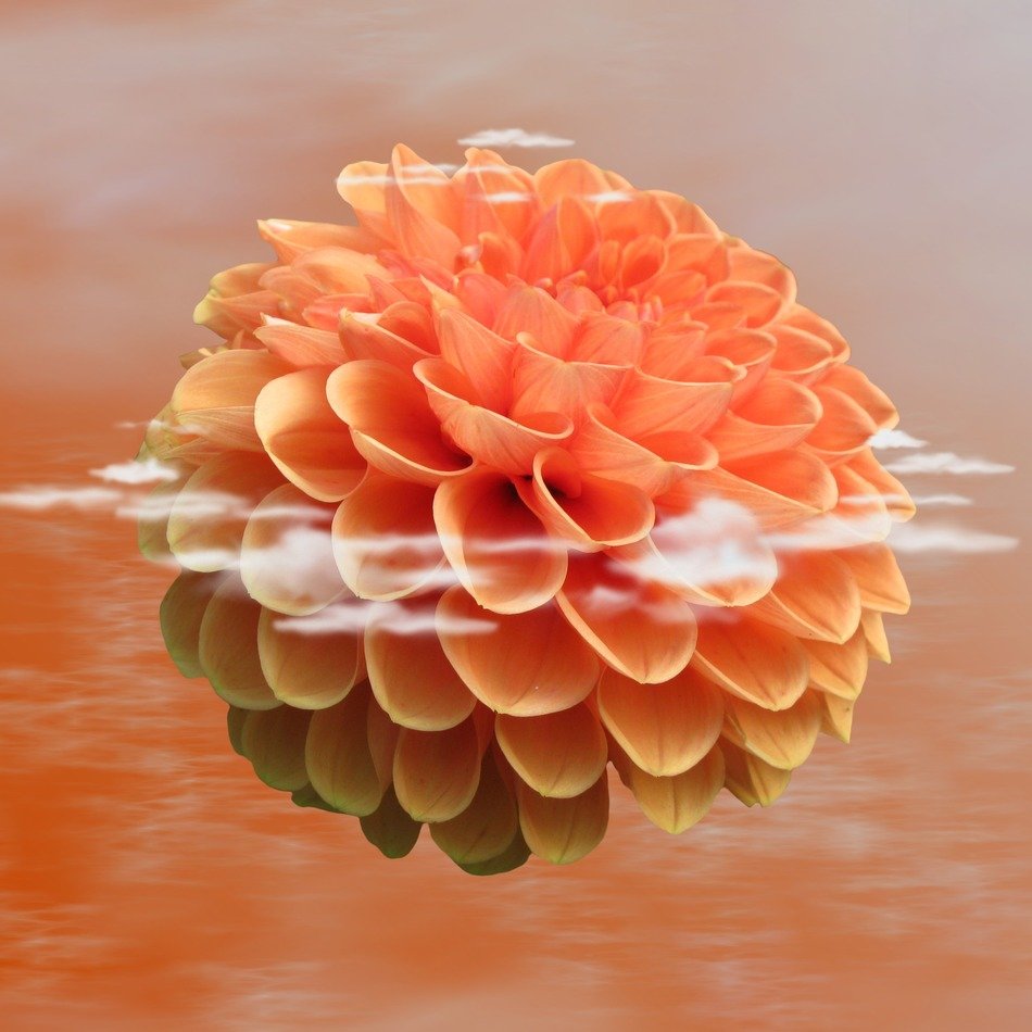 graphic picrure of dahlia flower