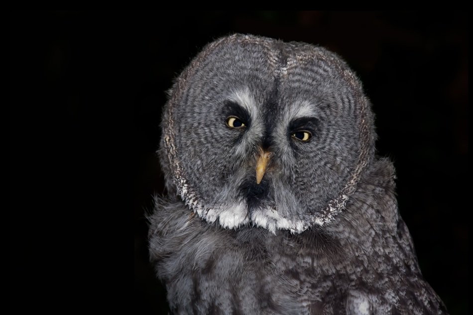 grey eagle owl on black background