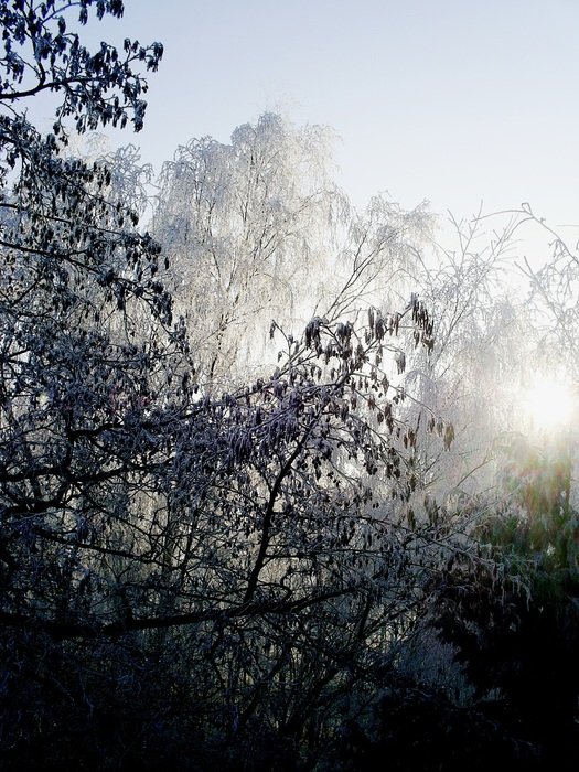 sunlight through the snowy forest