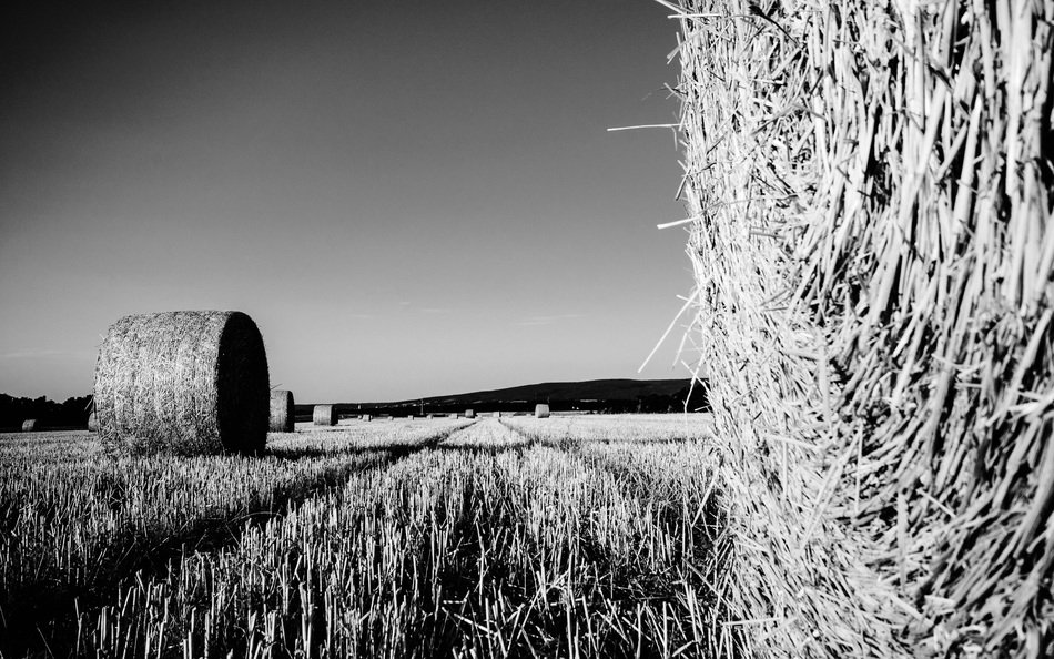 black white photo of haystacks on the field