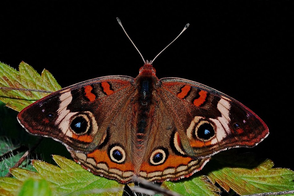 butterfly on a green leaf on a dark background