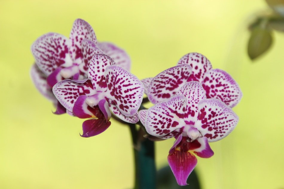 Picture of the pink orchid flowers