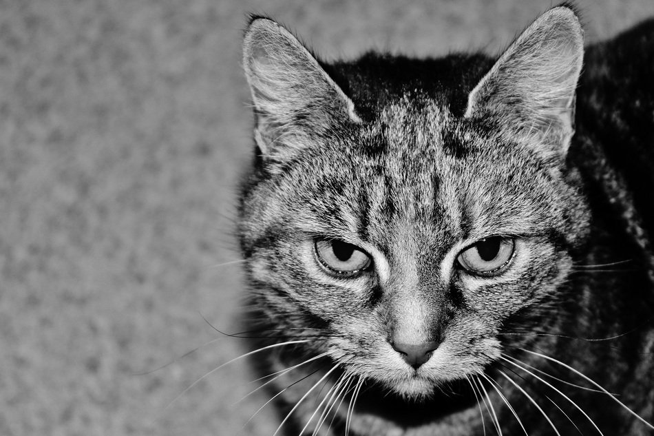 gray photo with a cute cat