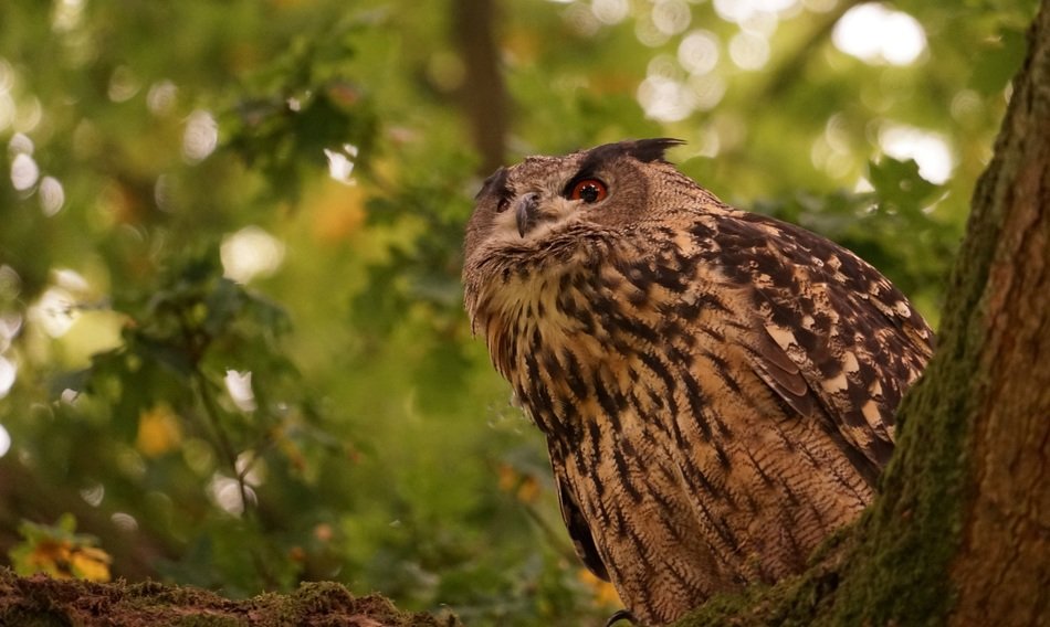 Picture of eagle owl in a forest