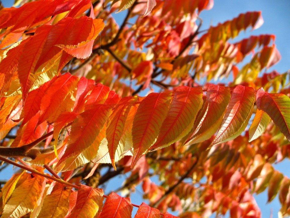 orange and red leaves