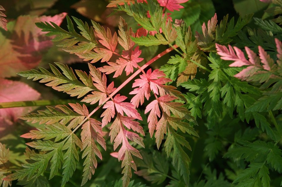 fern plant defaced filthy