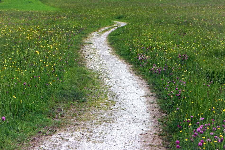 Promenade on the meadow with the beautiful and colorful flowers