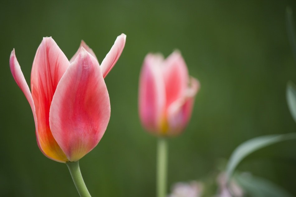 spring tulip close up