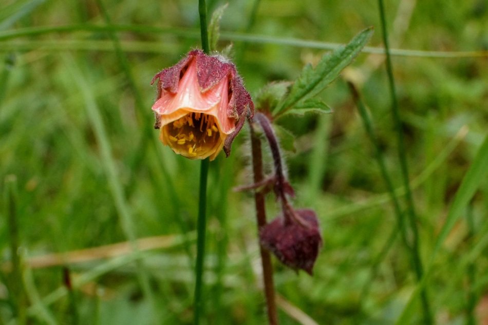 Flowering plants on the background of green grass
