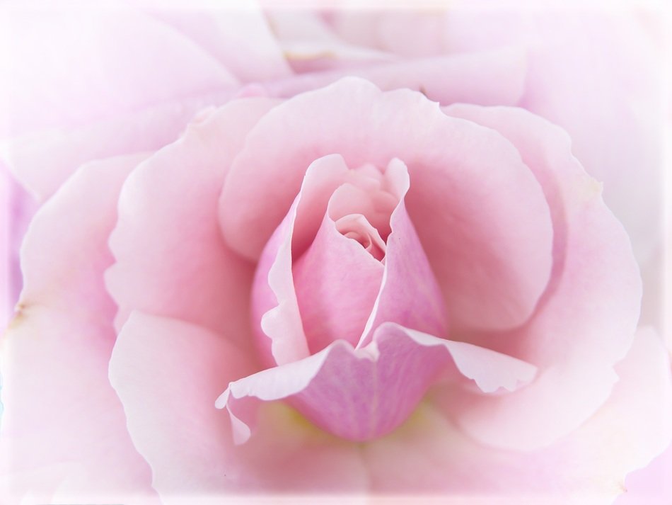 pink rose flower