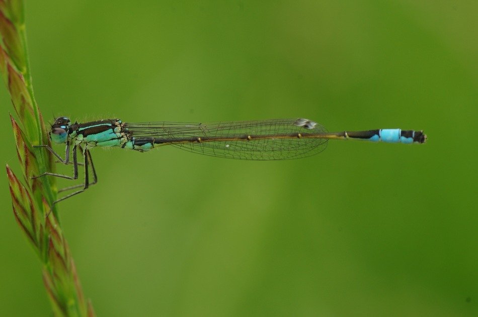 Photo of the blue dragonfly