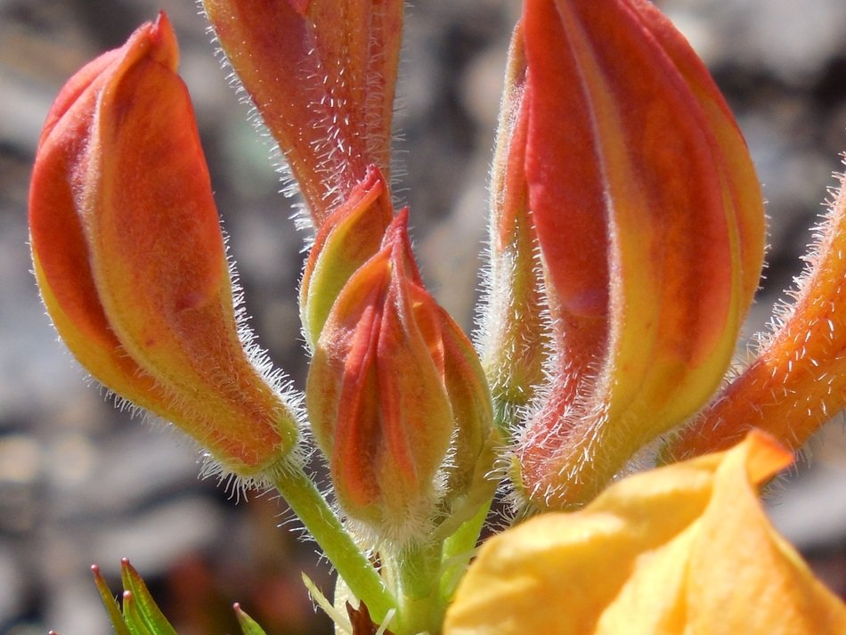 azalea is a representative of flora