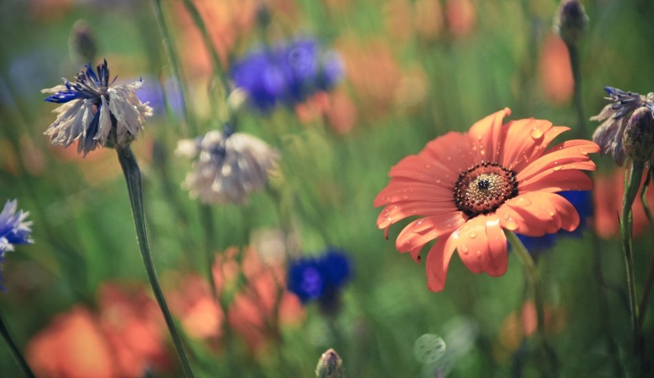 red and blue flowers on meadow