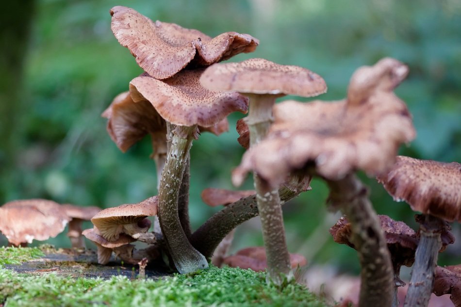 Armillaria mellea close-up