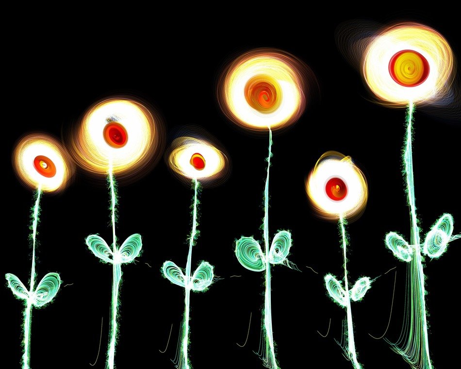 flowers glow plants