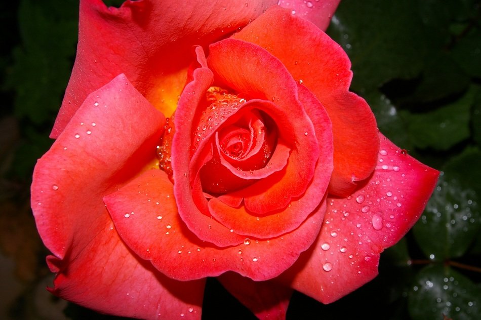 rose is a representative of flora