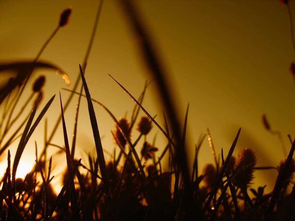 picture of the grass at the sunset