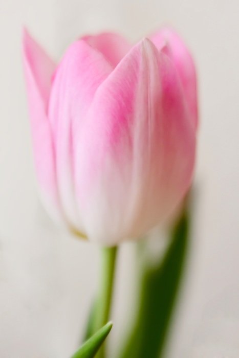 tender pink tulip macro