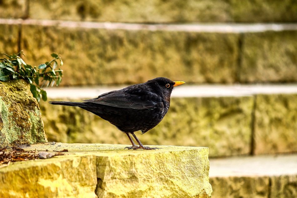blackbird on the stairs