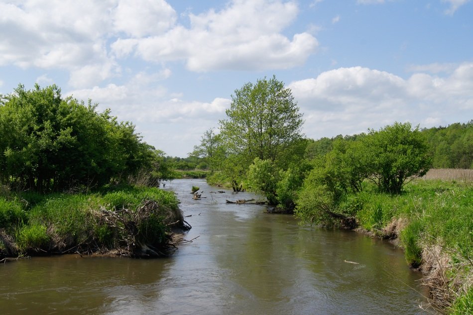 small river in summer landscape